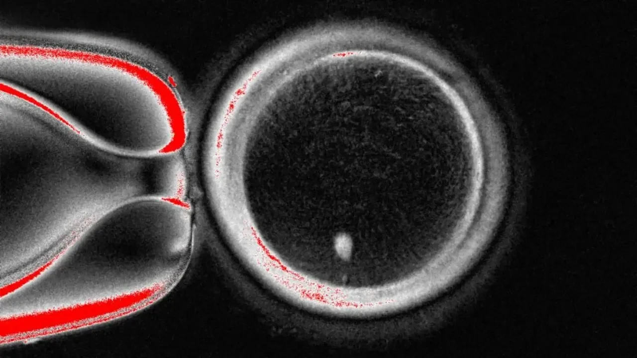 Kısırlık sorunu, yeni yöntem sonrası tarihe karışabilir: Bilim insanları bir ilki başardı