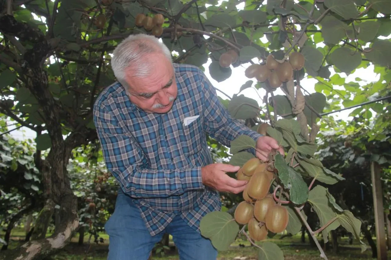Kivide rekolte yarıya düştü: Fiyatlar yüzde 150 artabilir!