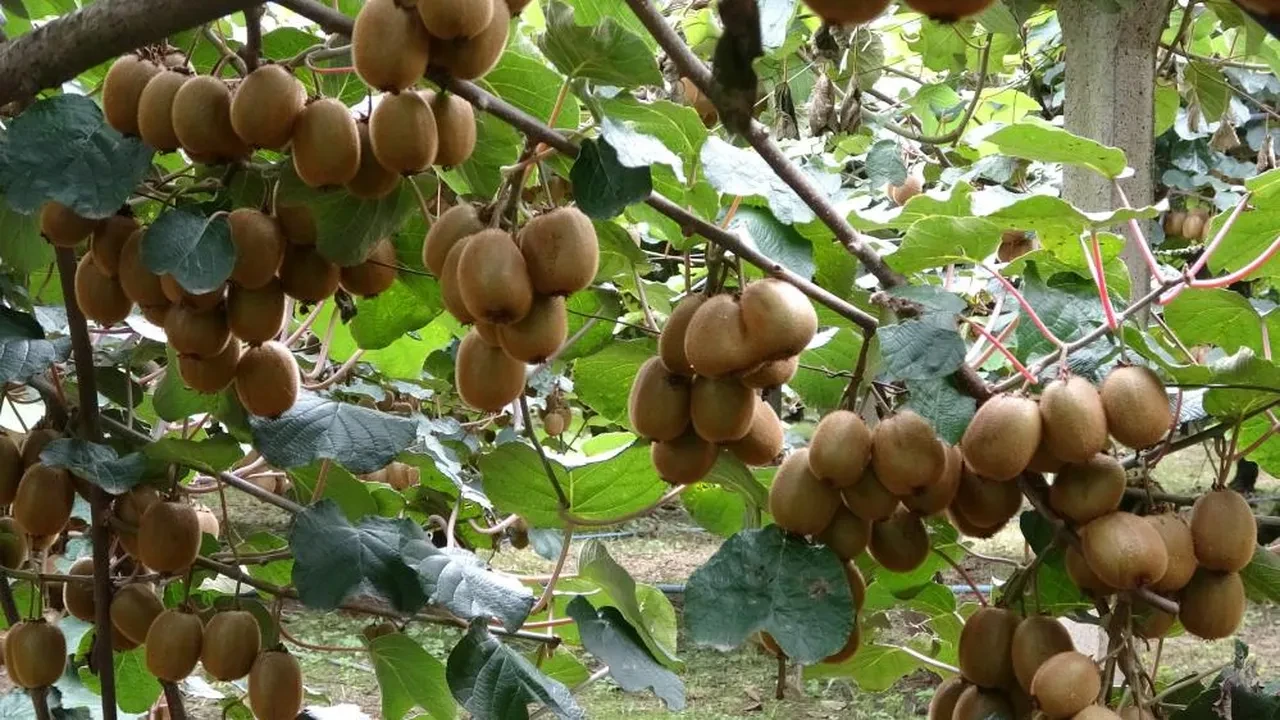 Kivide rekolte yarıya düştü: Fiyatlar yüzde 150 artabilir!