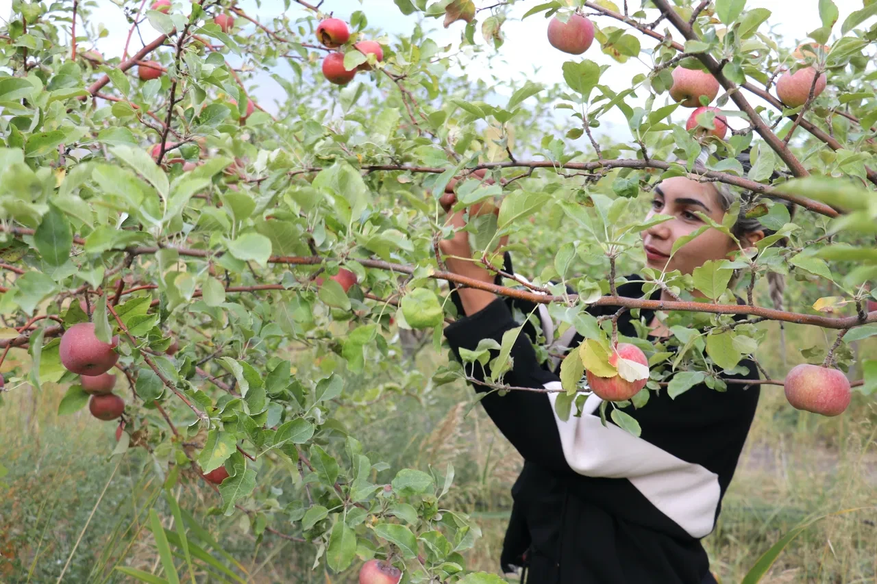 Meyvenin ücretsiz olduğu bahçeye akın ediyorlar! Her gelen bedava yiyor