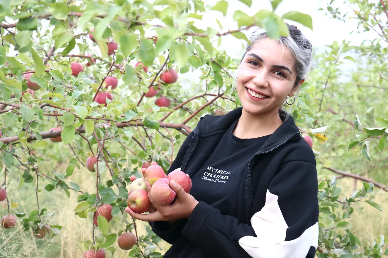 Meyvenin ücretsiz olduğu bahçeye akın ediyorlar! Her gelen bedava yiyor