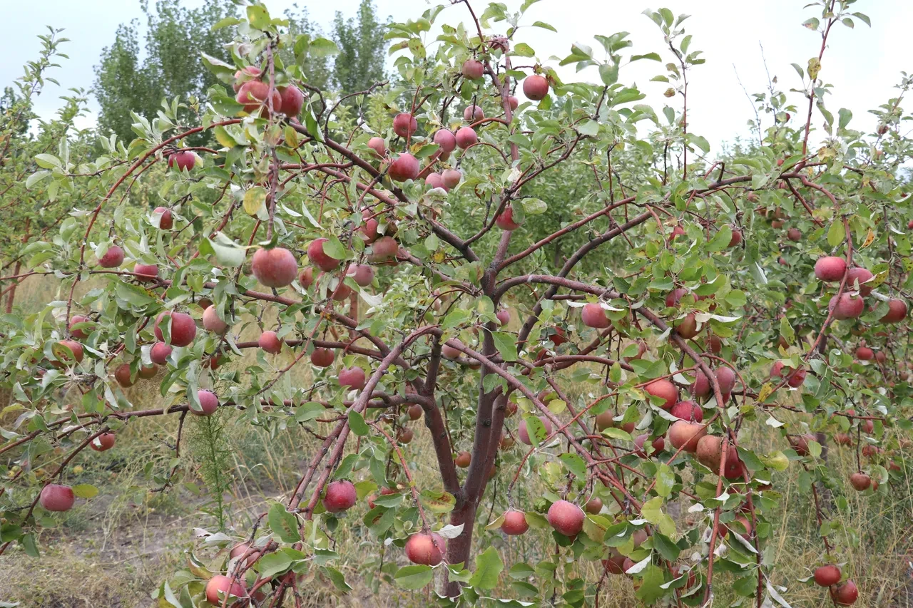 Meyvenin ücretsiz olduğu bahçeye akın ediyorlar! Her gelen bedava yiyor