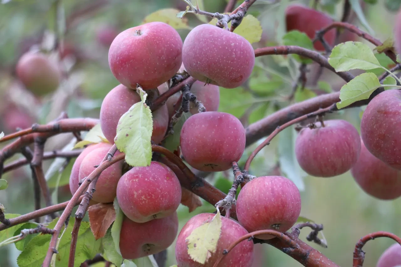 Meyvenin ücretsiz olduğu bahçeye akın ediyorlar! Her gelen bedava yiyor