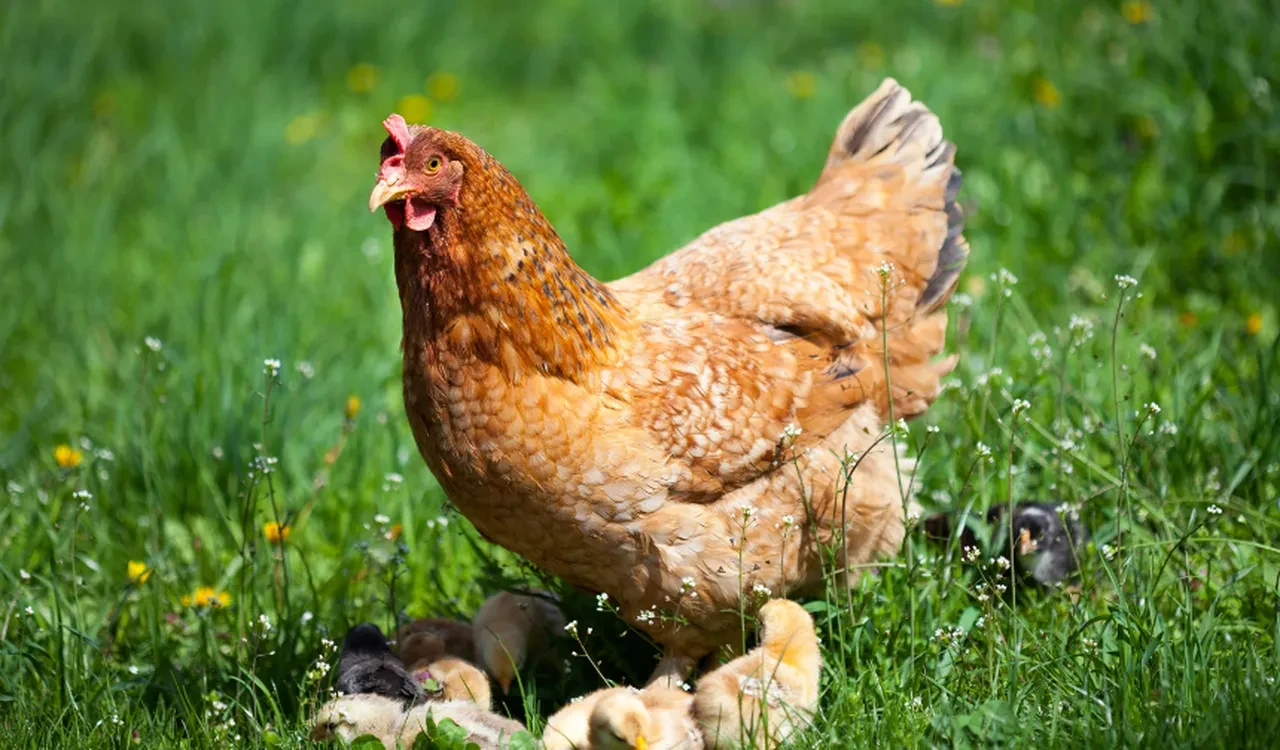 Ticaret Bakanlığı açıkladı: O ülkeye ihracat kısıtı kaldırıldı