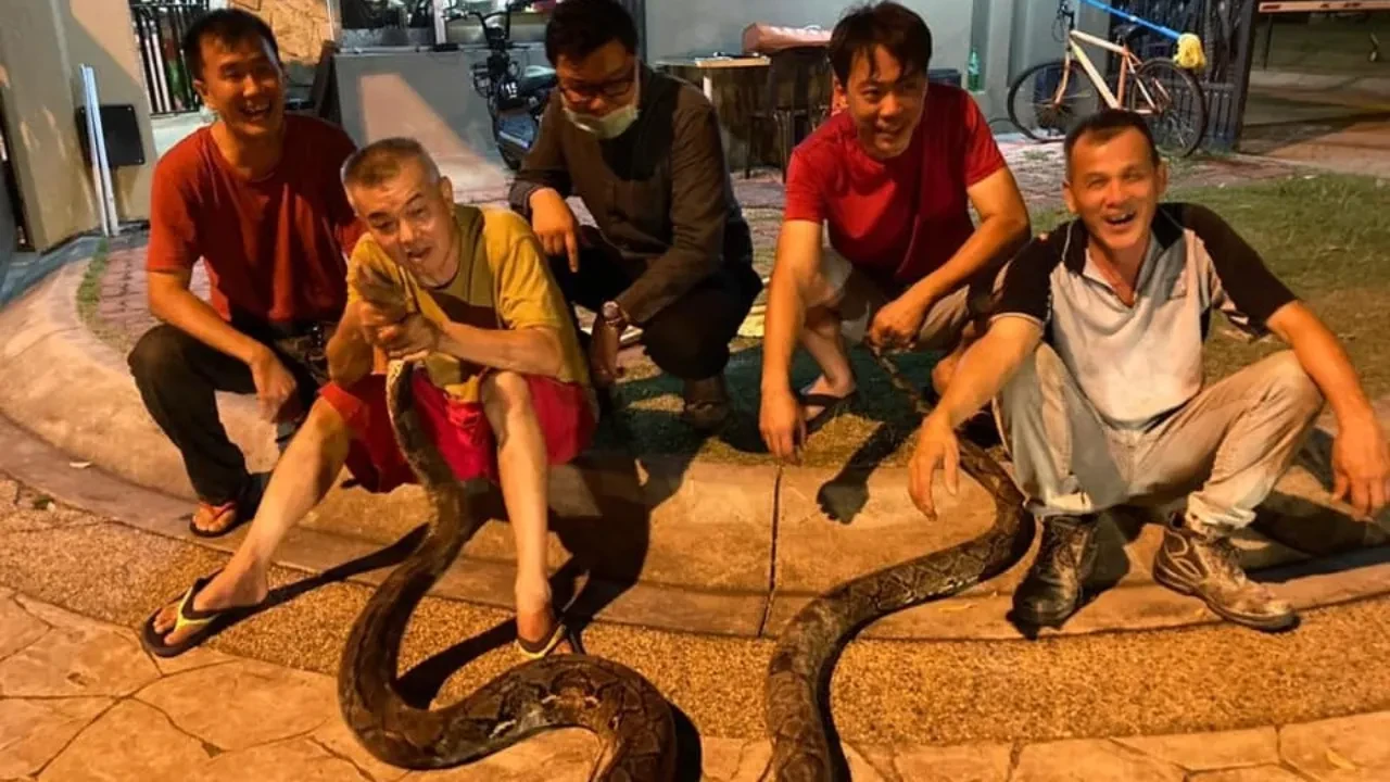 Yılan ihbar hattı kuruldu: Dev pitonlar Bangkok'u sardı