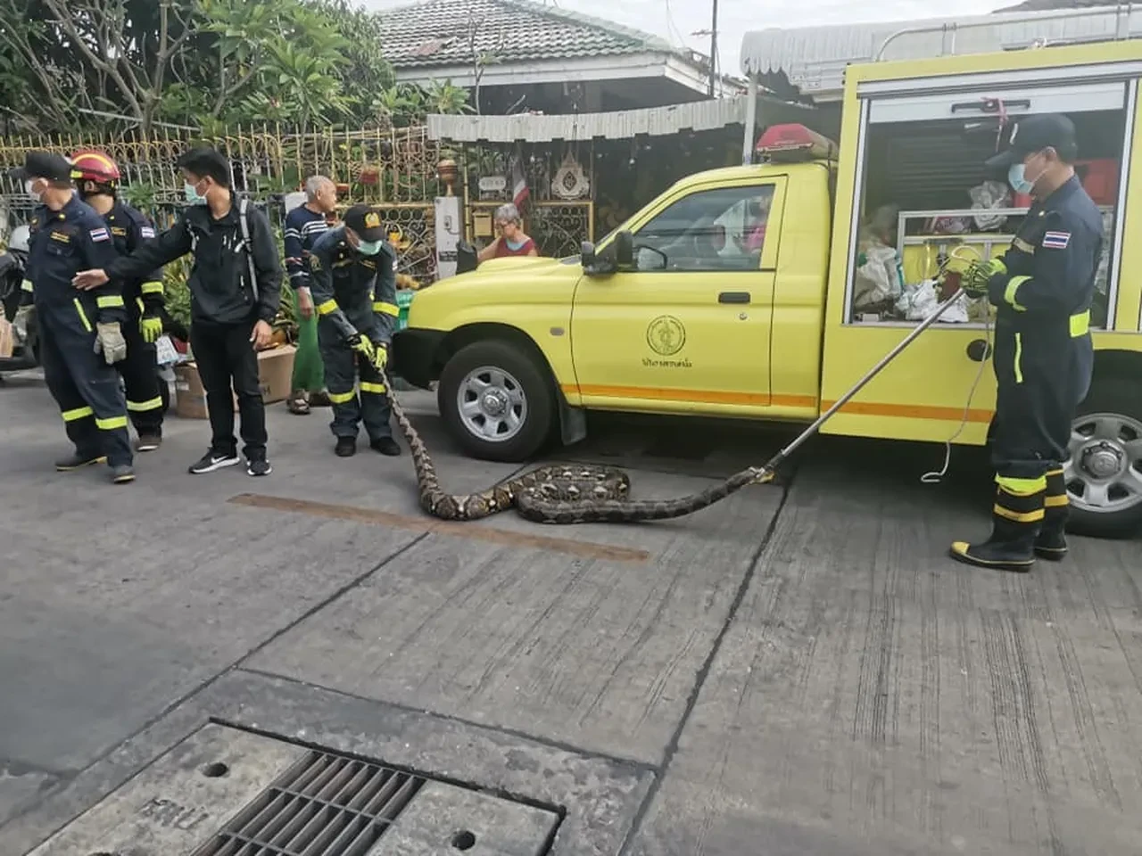 Yılan ihbar hattı kuruldu: Dev pitonlar Bangkok'u sardı