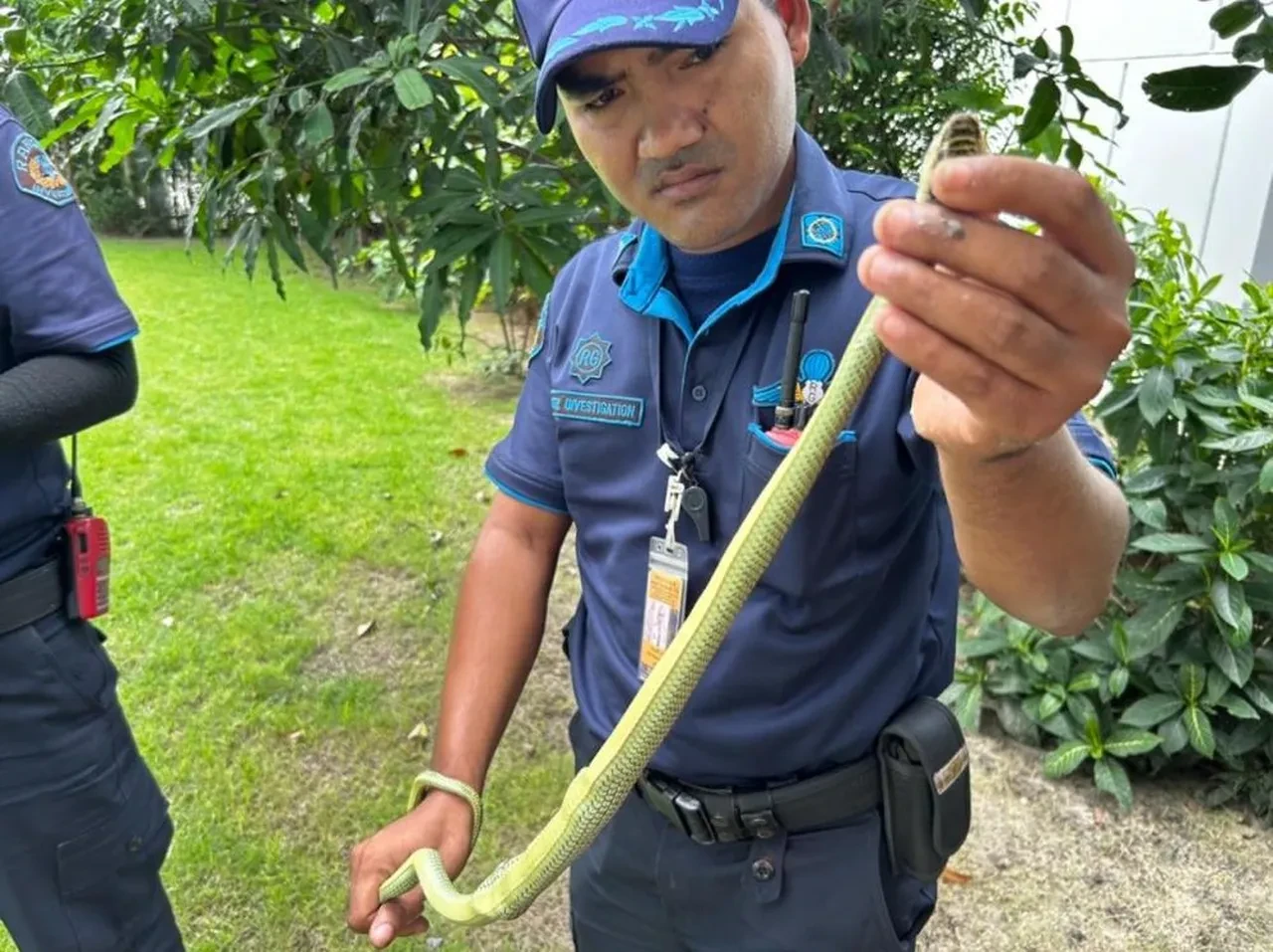 Yılan ihbar hattı kuruldu: Dev pitonlar Bangkok'u sardı