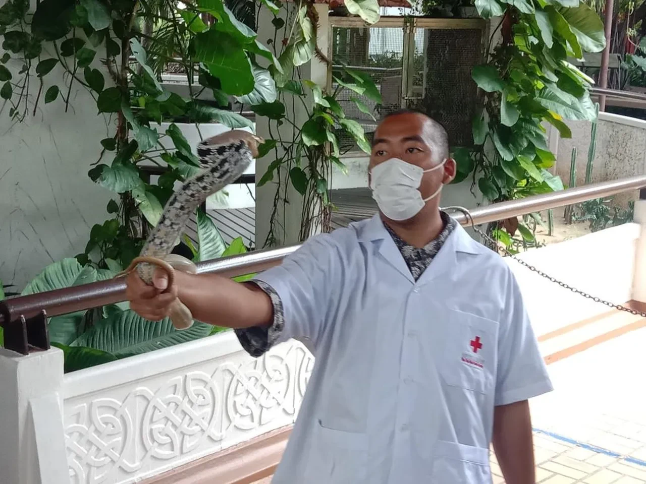 Yılan ihbar hattı kuruldu: Dev pitonlar Bangkok'u sardı