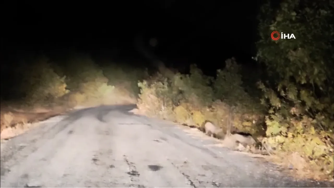 Domuz sürüsü kameralara yakalandı!