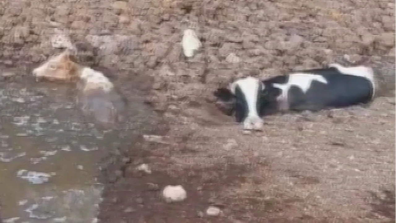 Hayvanlar dere yatağında balçığa saplandı! İtfaiye ekipleri yardıma yetişti