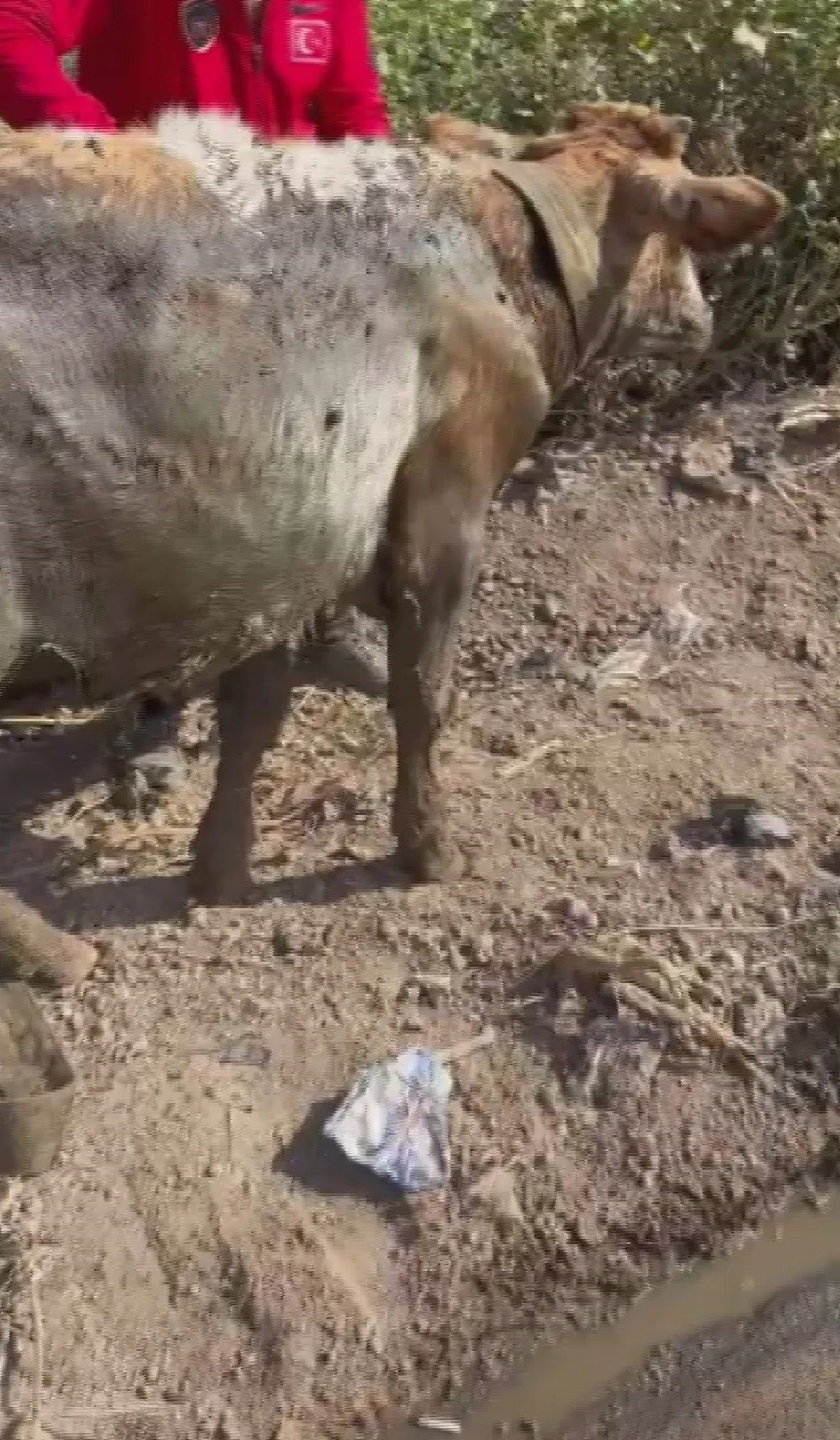 Hayvanlar dere yatağında balçığa saplandı! İtfaiye ekipleri yardıma yetişti