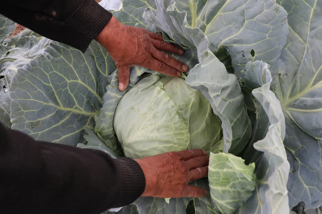 Kışın favorisi hastalık pençesinde: Fiyatlar yükselebilir
