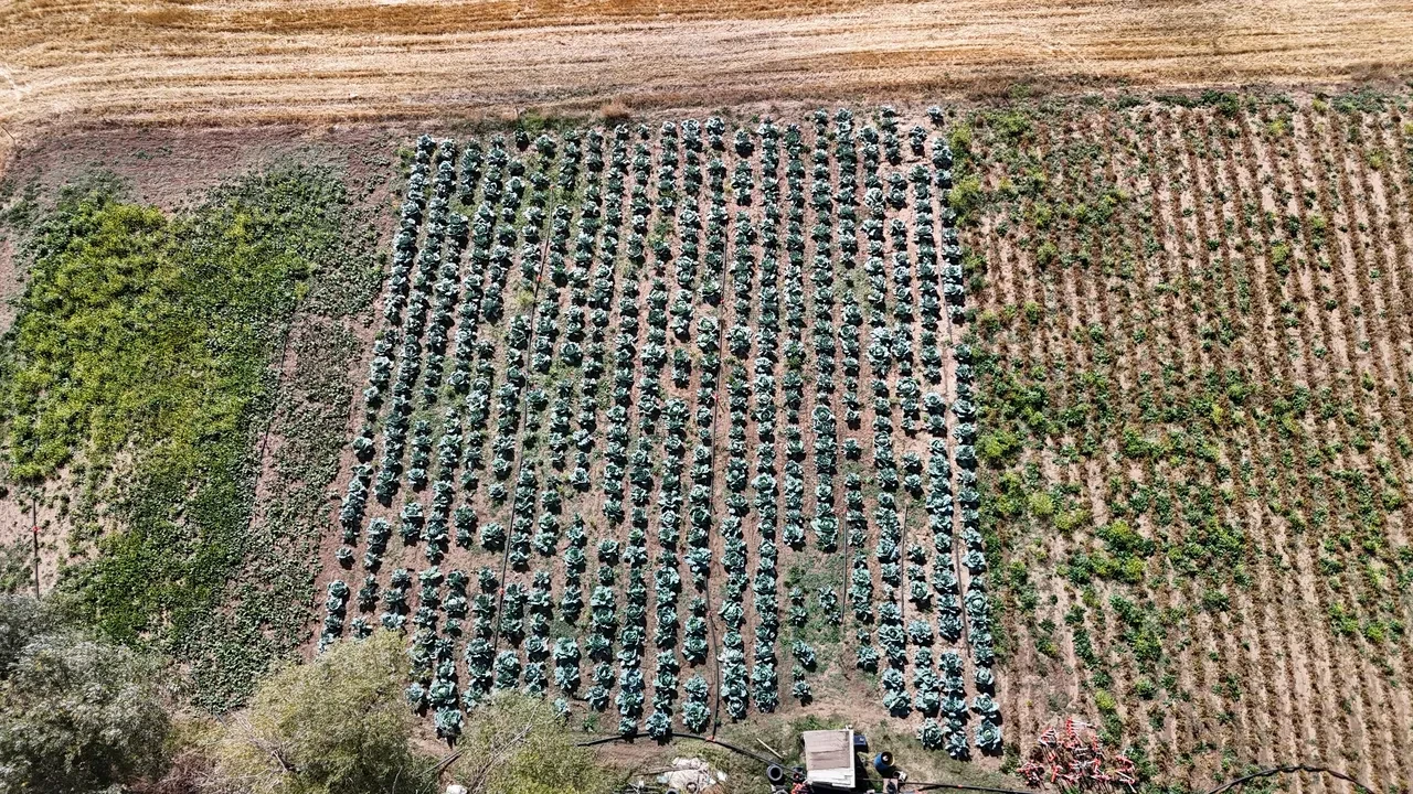Kışın favorisi hastalık pençesinde: Fiyatlar yükselebilir