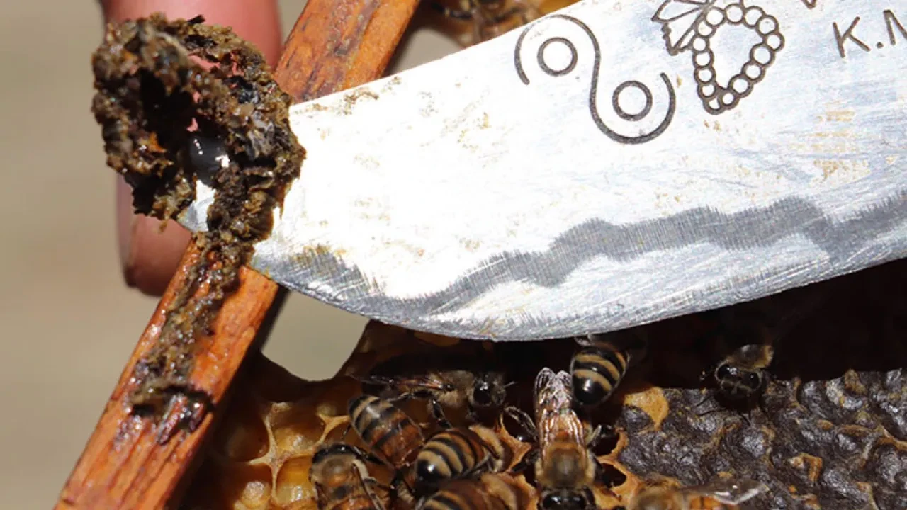 Propolis meğer vücudun en etkili doğal antibiyotiğiymiş! İşte şaşırtan faydaları!