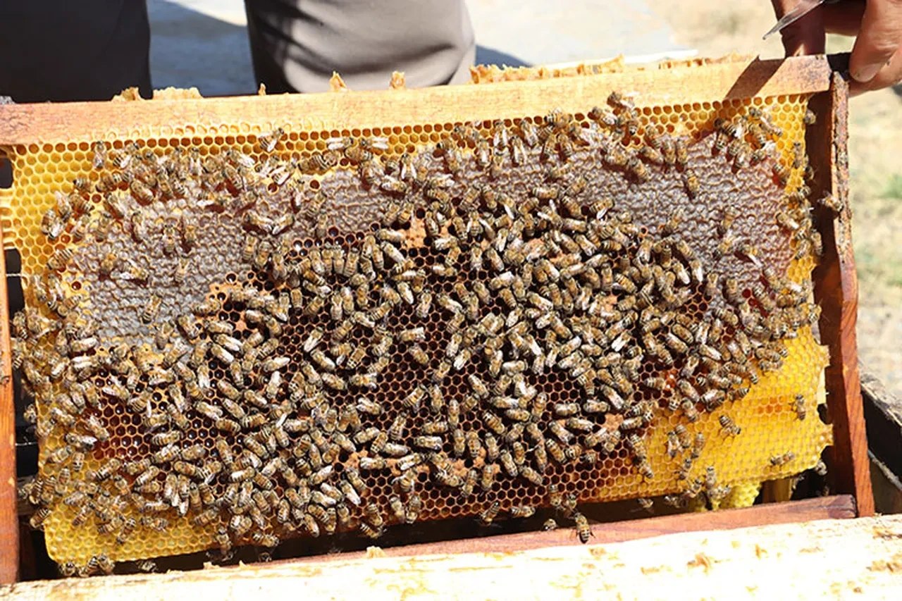 Propolis meğer vücudun en etkili doğal antibiyotiğiymiş! İşte şaşırtan faydaları!