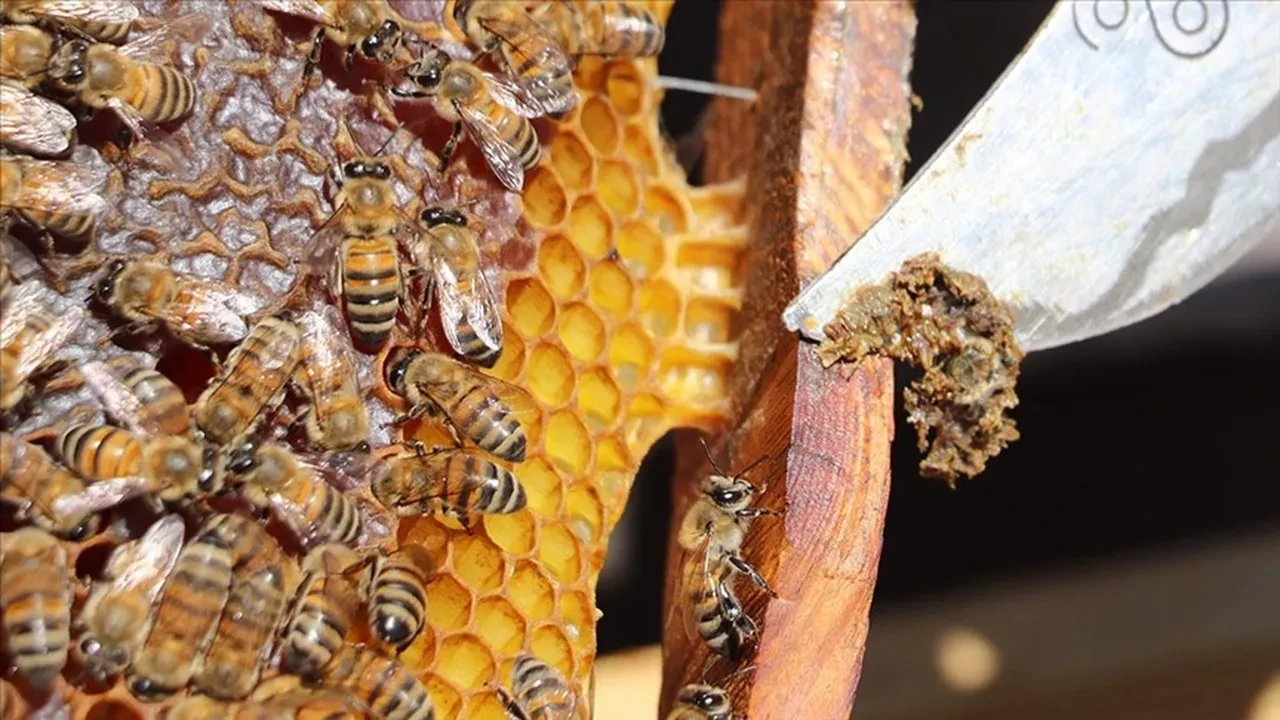 Propolis meğer vücudun en etkili doğal antibiyotiğiymiş! İşte şaşırtan faydaları!