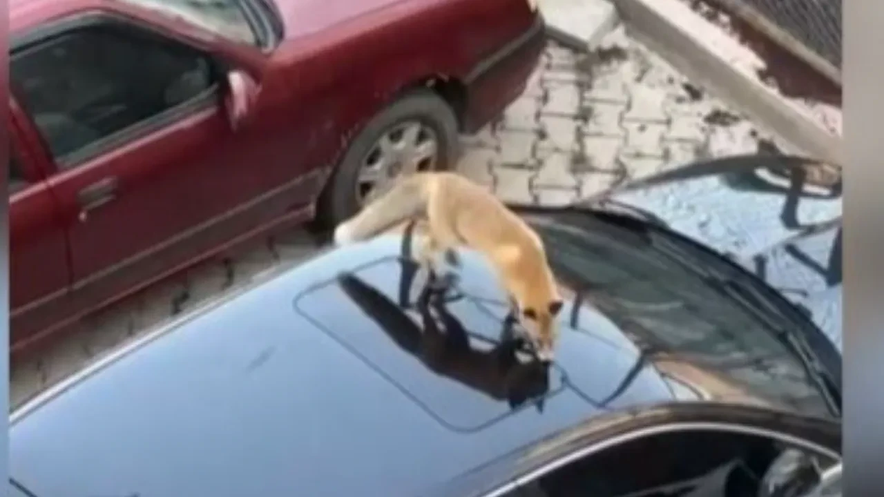 Şehir merkezine kadar inen tilki böyle görüntülendi!