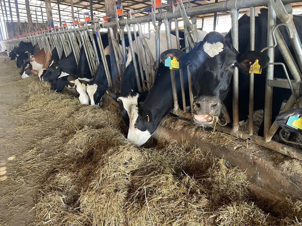 Vatandaşın beklediği haber geldi: Kırmızı etin ateşi düşüyor!