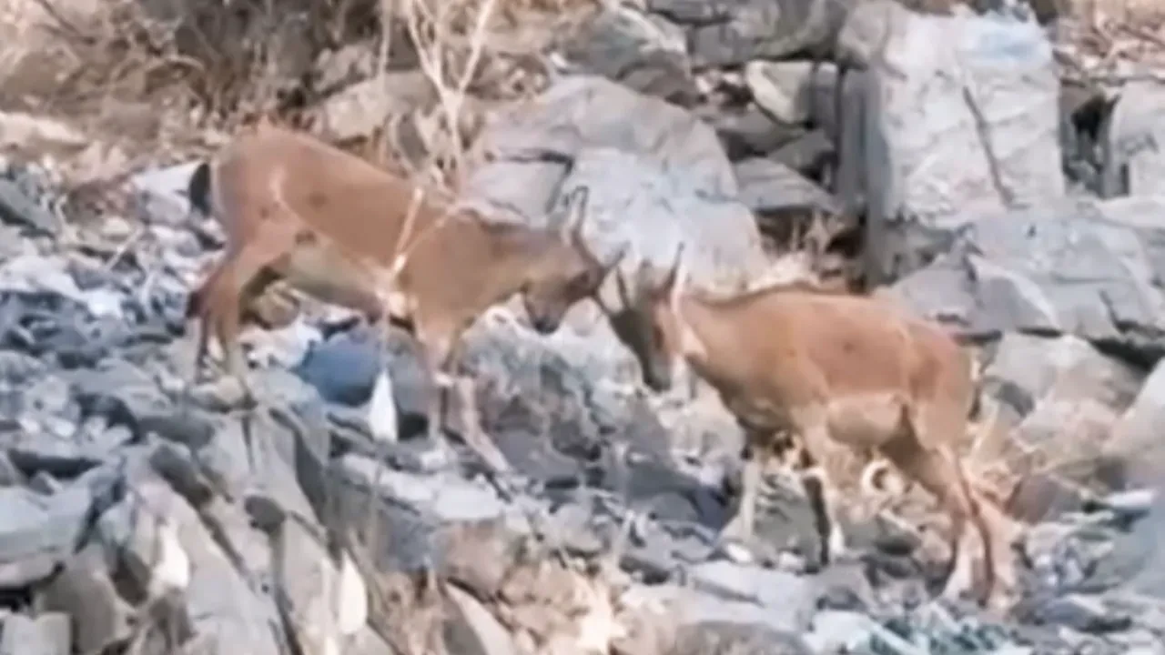 Yavru keçilerin tatlı çekişmesi yüzleri gülümsetti! O anlar kamerada