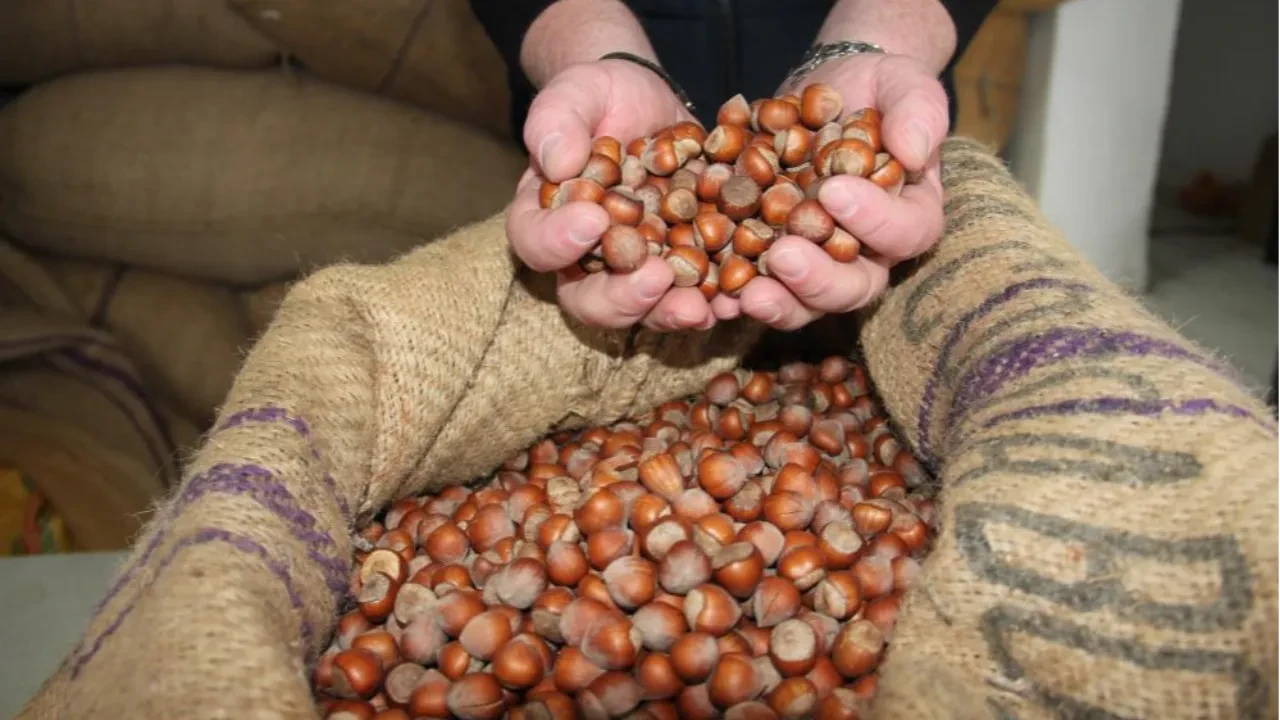 Zirai don ve kuraklık vurmuştu: Fındık fiyatları belli oldu!