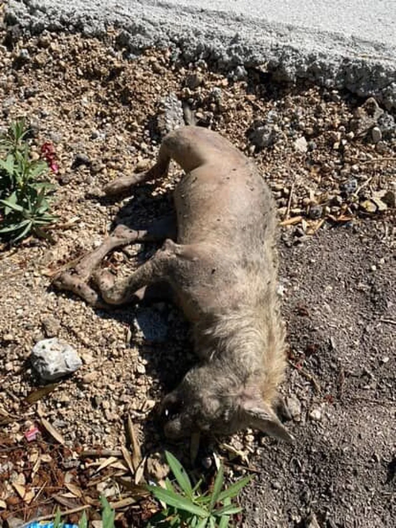 Çizgili sırtlan sanıldı, kurt çıktı