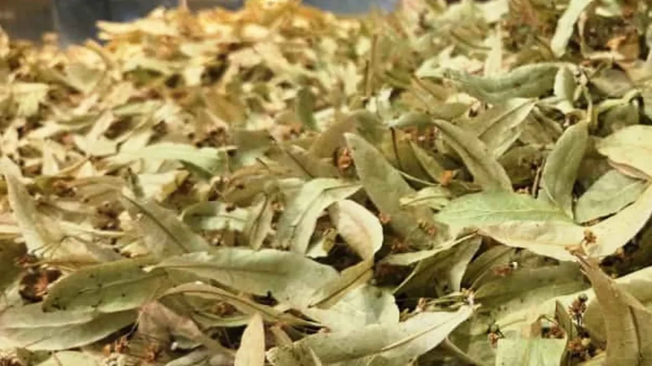 Havalar soğudu, ıhlamur satışları fırladı