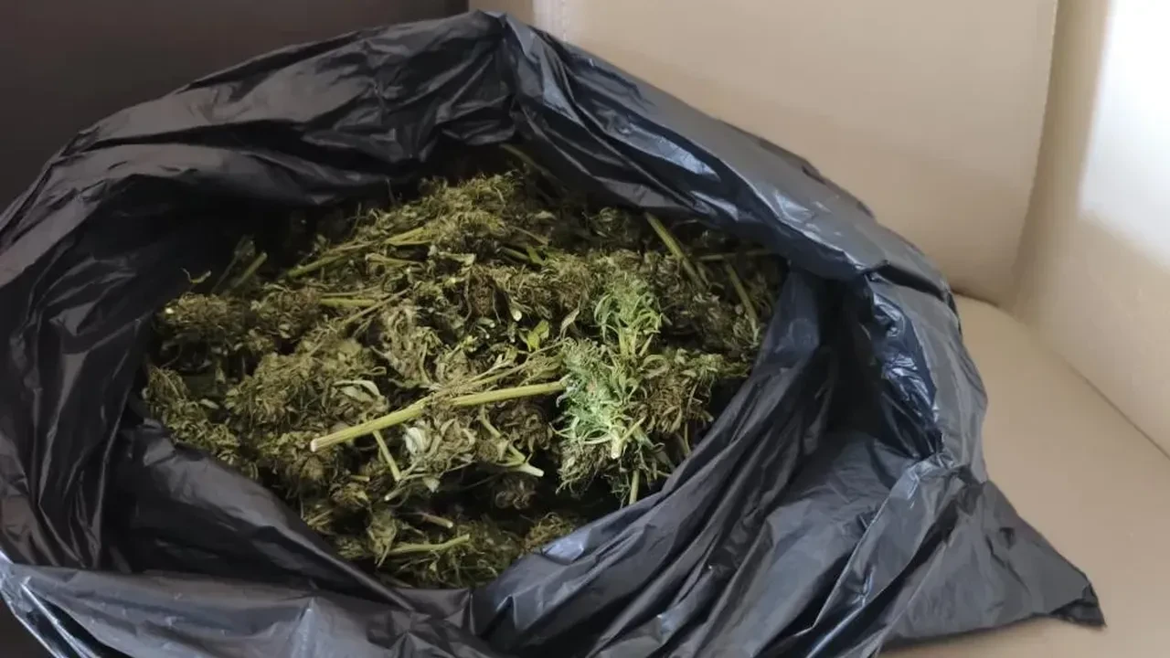 İnegöl’de güvercin kümesinde 2 kilogram esrar yakalandı