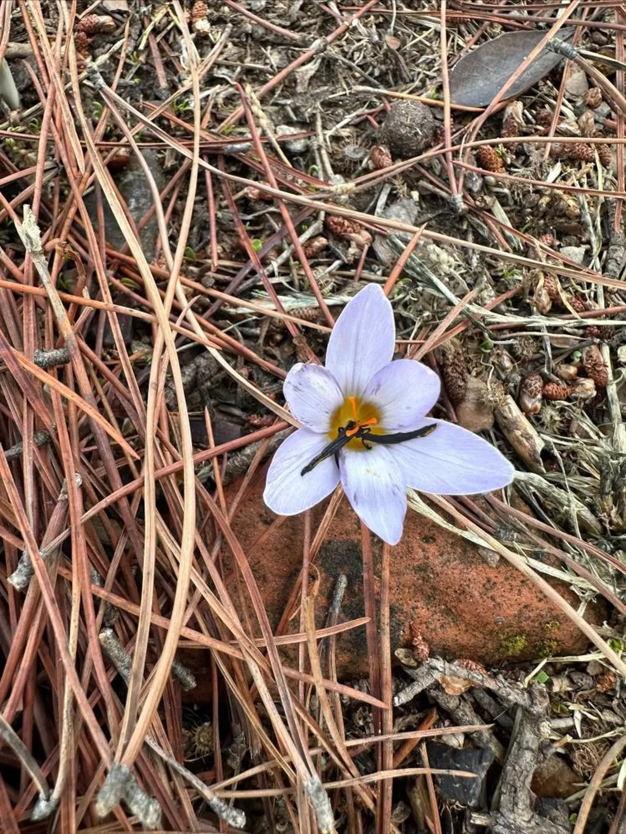 Jandarma ekipleri denetimde: Bu çiçeği koparana 557 bin TL ceza!