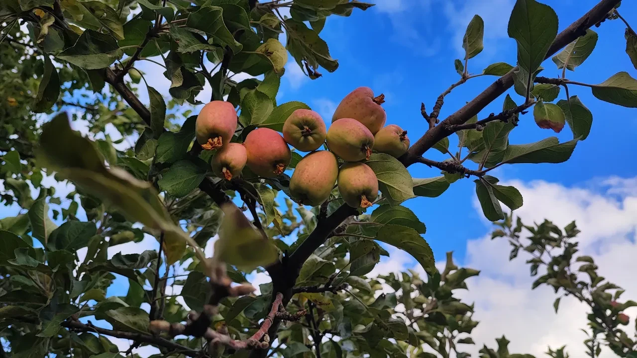 Yozgat'ta hayrete düşüren olay! Çiftçiler şaşırdı: Ömrümüzde ilk kez görüyoruz