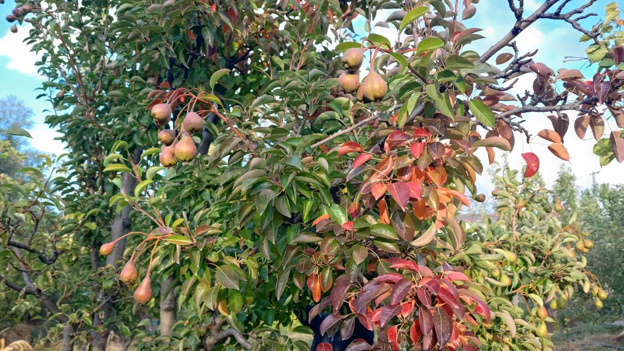 Yozgat'ta hayrete düşüren olay! Çiftçiler şaşırdı: Ömrümüzde ilk kez görüyoruz