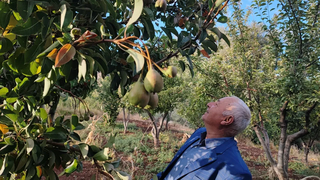Yozgat'ta hayrete düşüren olay! Çiftçiler şaşırdı: Ömrümüzde ilk kez görüyoruz