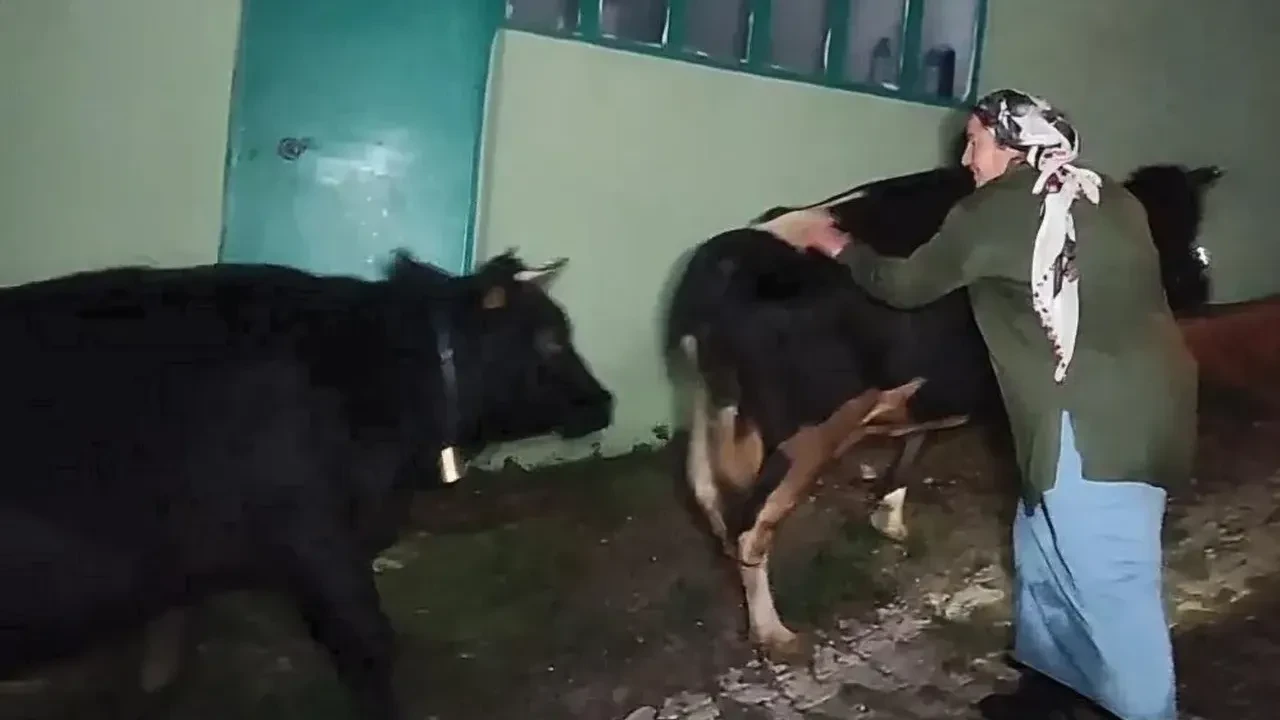 Bartın’da mahsur kalan inekler 2.5 saatlik operasyonuyla kurtarıldı
