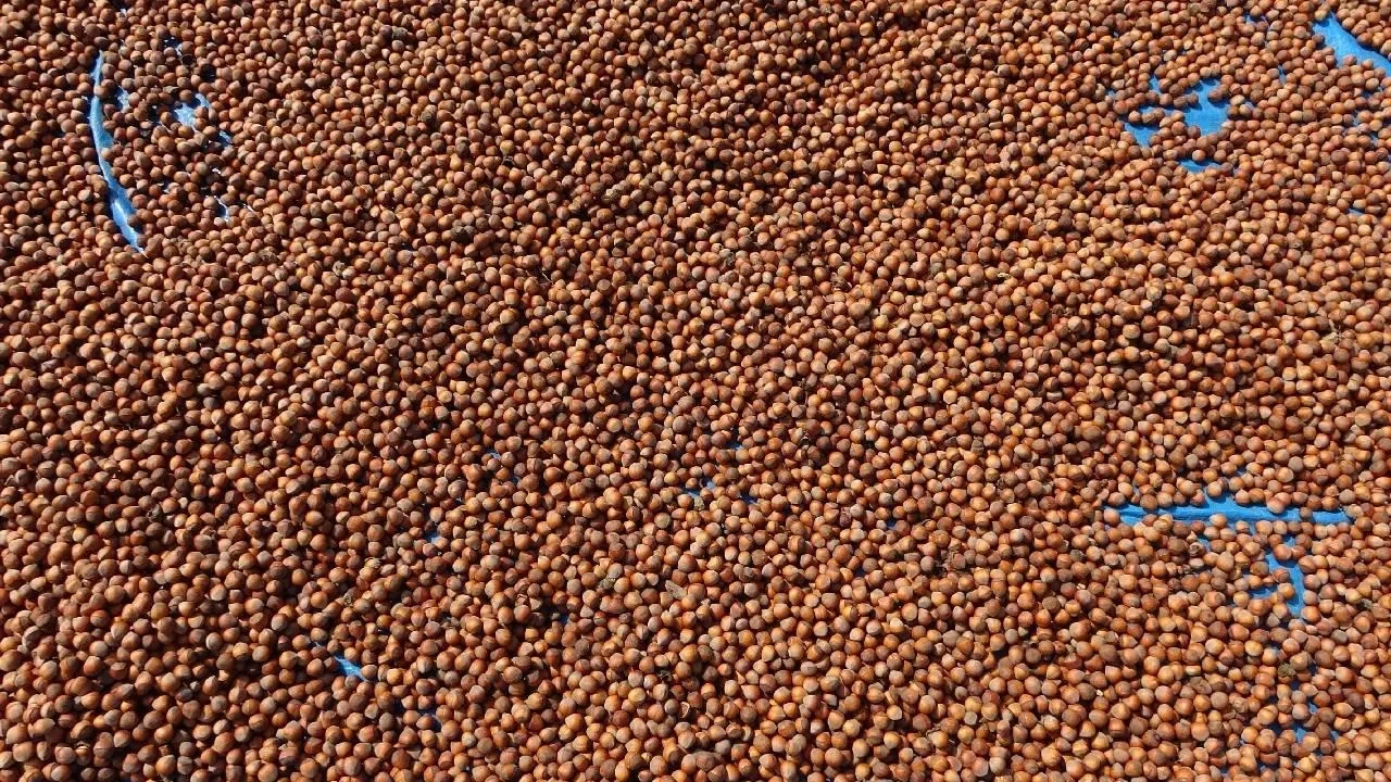 Fındık ihracatı 2025