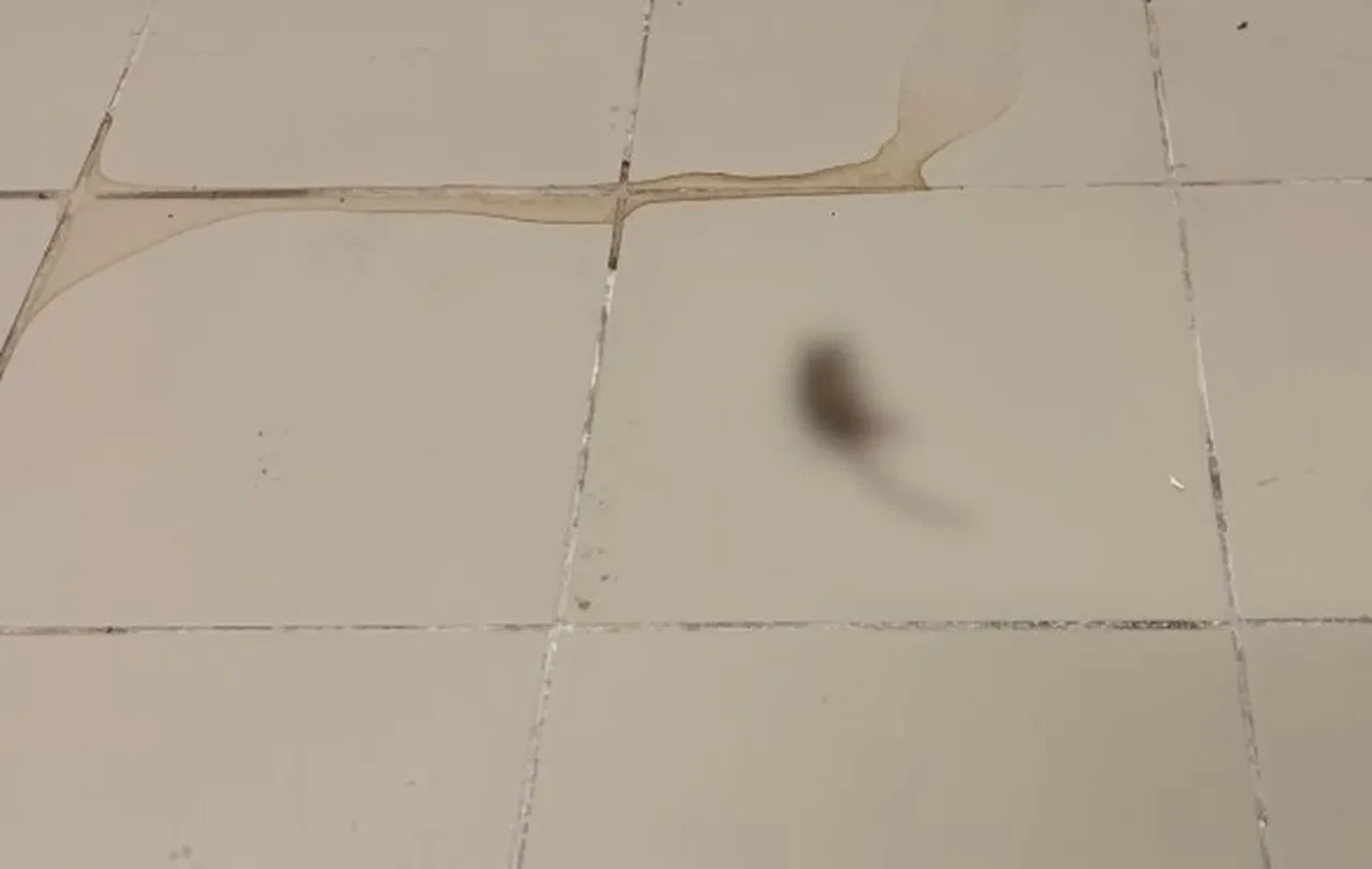 Halk ekmek fabrikasında mide bulandıran görüntüler! Sosyal medyada ortaya atılan iddia gerçek çıktı