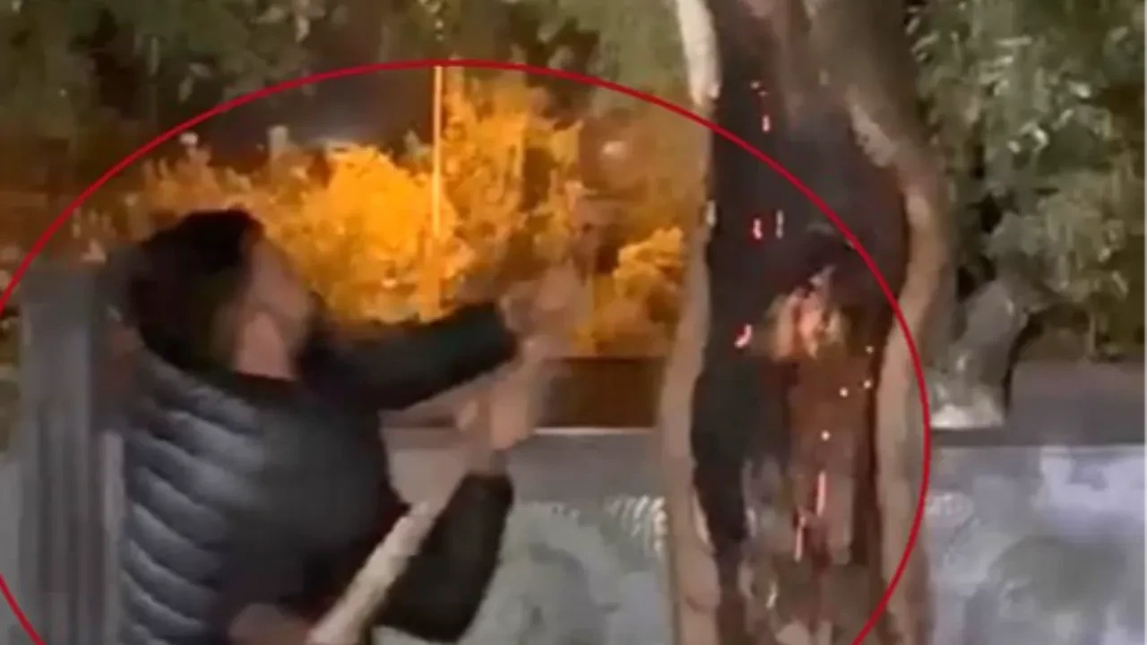 Yanan ağacı baltayla kesmeye çalıştı! Akıl almaz müdahale kamerada