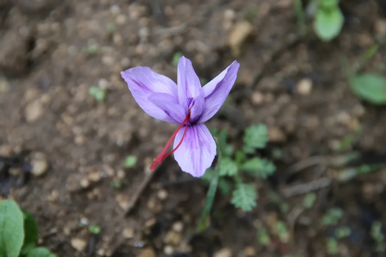 1 kilosu 450 bin lira: 'En pahalı bitki' çiçek açtı
