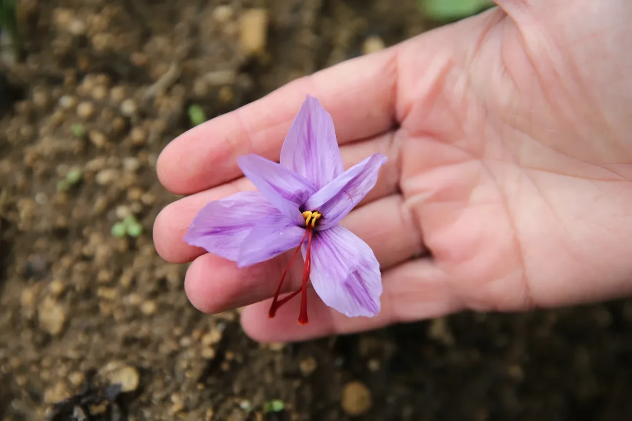 1 kilosu 450 bin lira: 'En pahalı bitki' çiçek açtı