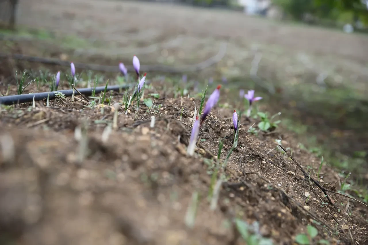 1 kilosu 450 bin lira: 'En pahalı bitki' çiçek açtı