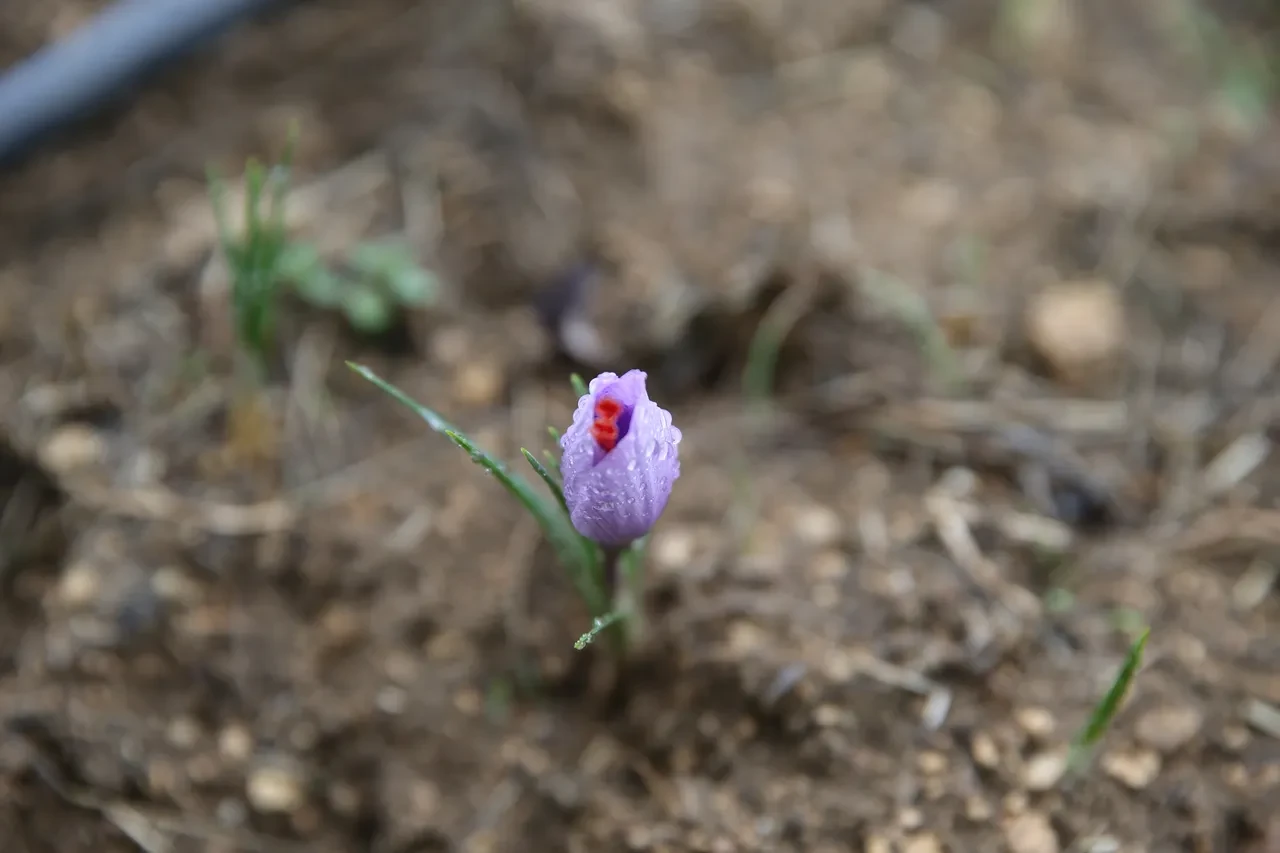 1 kilosu 450 bin lira: 'En pahalı bitki' çiçek açtı