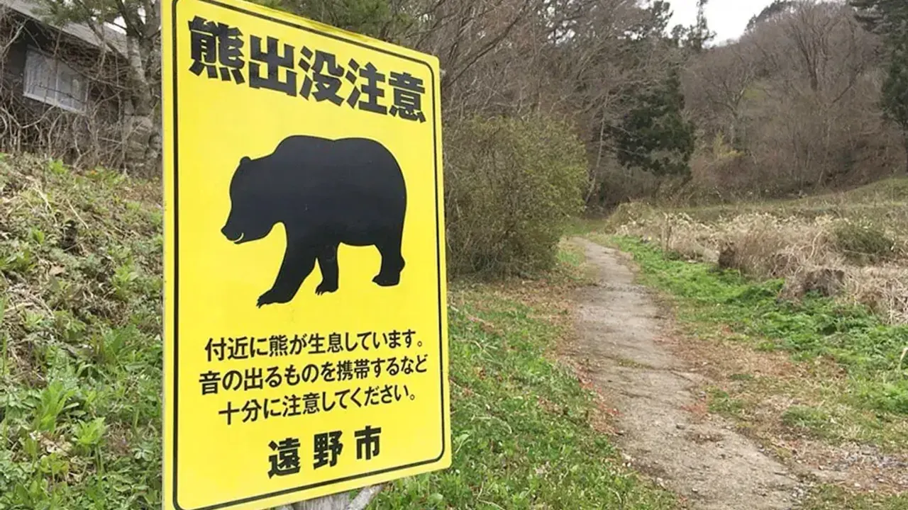 Ayı saldırılarına karşı keskin nişancılar göreve çağrıldı! Polise 'ateş et' yetkisi