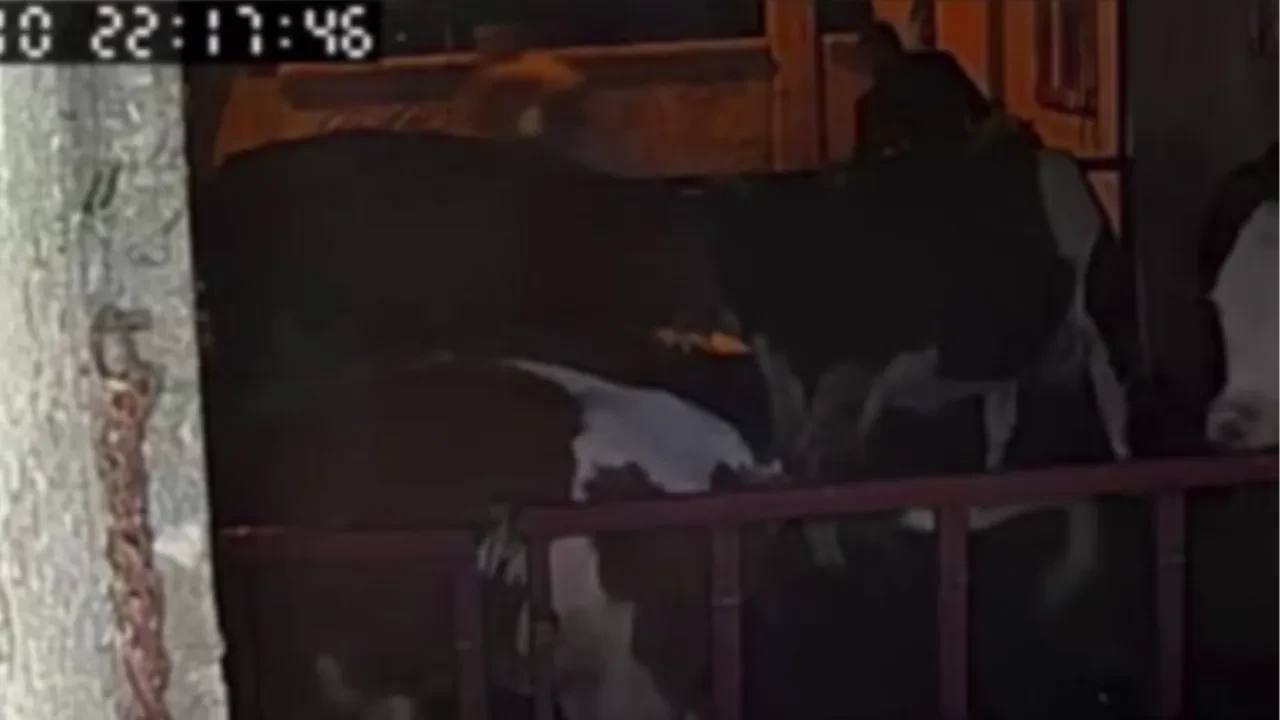 Dakikalarca kovaladı, kucaklayıp kaçırdı