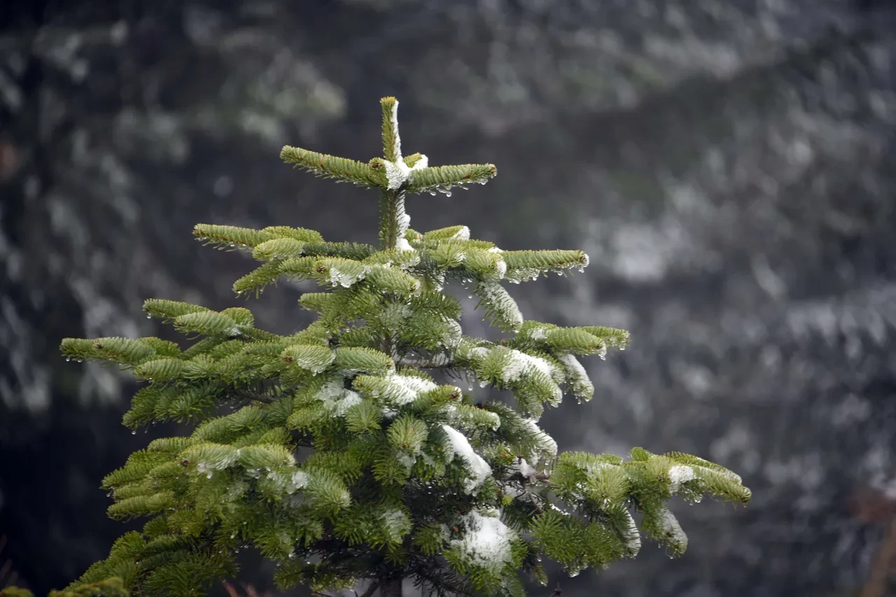 Kar nereye yağdı 13 Ekim 2025? Kar yağışı olan iller