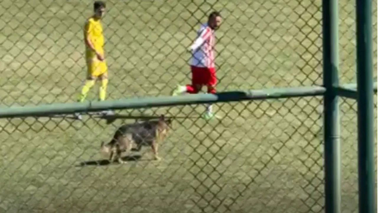 Amatör maçta köpek sürprizi! Sahaya girdi, maçı durdurdu