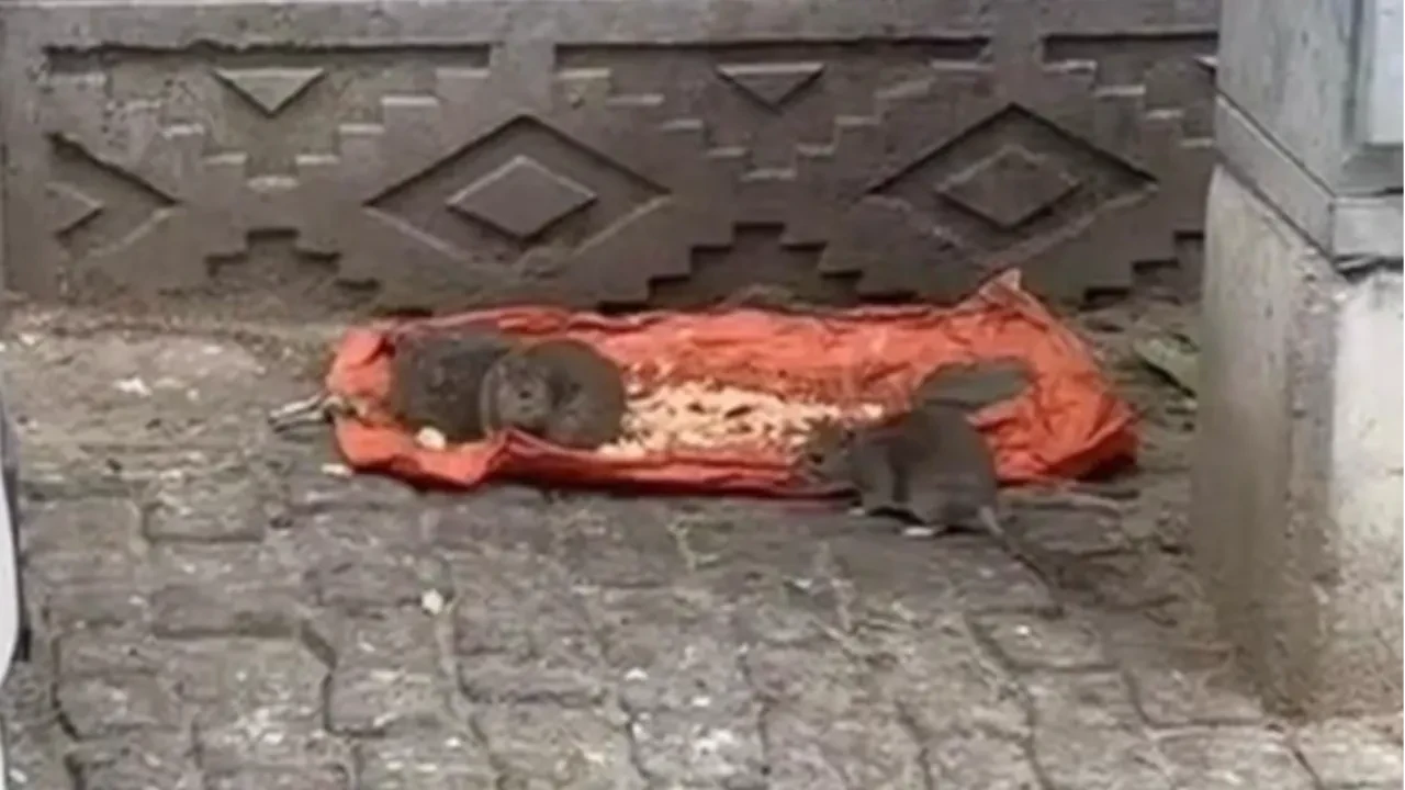 Tekirdağ'da vatandaşlar tedirgin: 'Fareler sokakları bastı'
