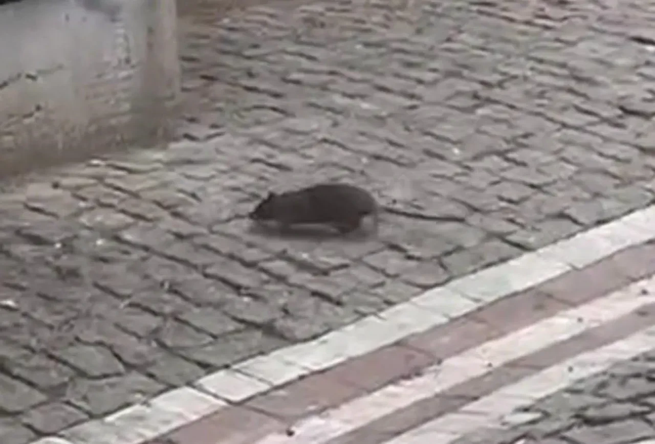 Tekirdağ'da vatandaşlar tedirgin: 'Fareler sokakları bastı'