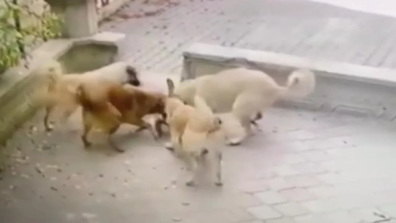 Başıboş köpek dehşeti kamerada! Minik kediyi paramparça ettiler