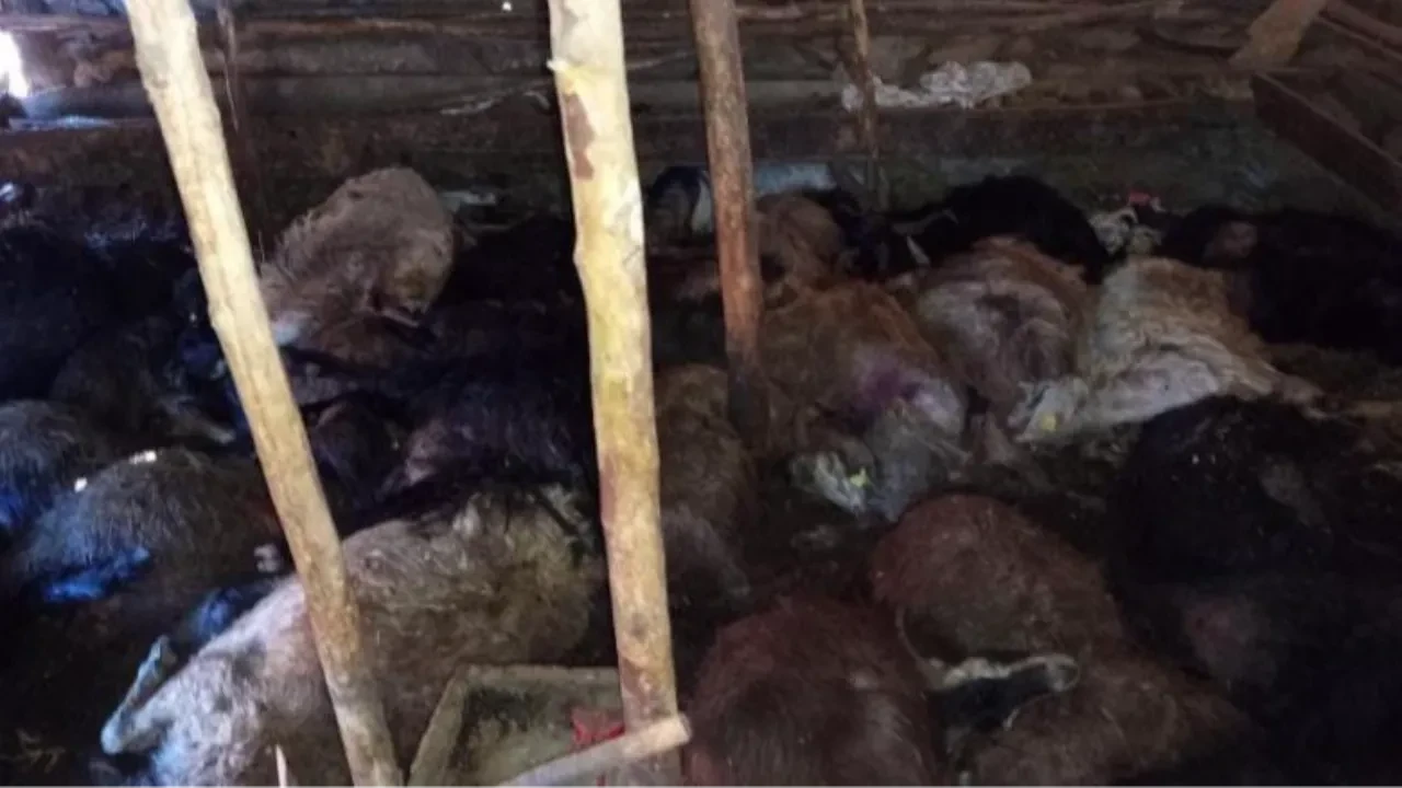 Elazığ'da korkunç olay! 45 hayvan telef oldu