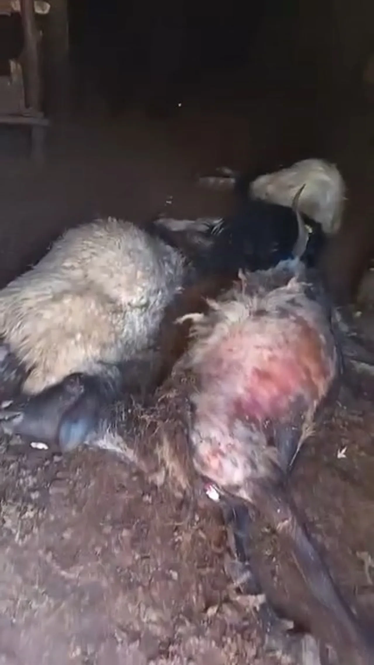 Elazığ'da korkunç olay! 45 hayvan telef oldu