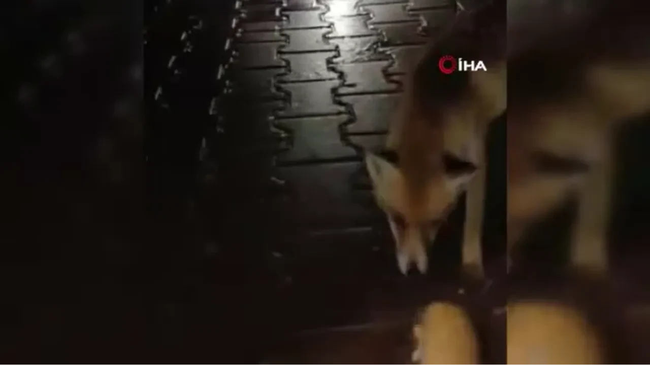 Karabük’te tır sürücüsü karşısına tilki çıkınca bakın ne yaptı! O anlar kamerada