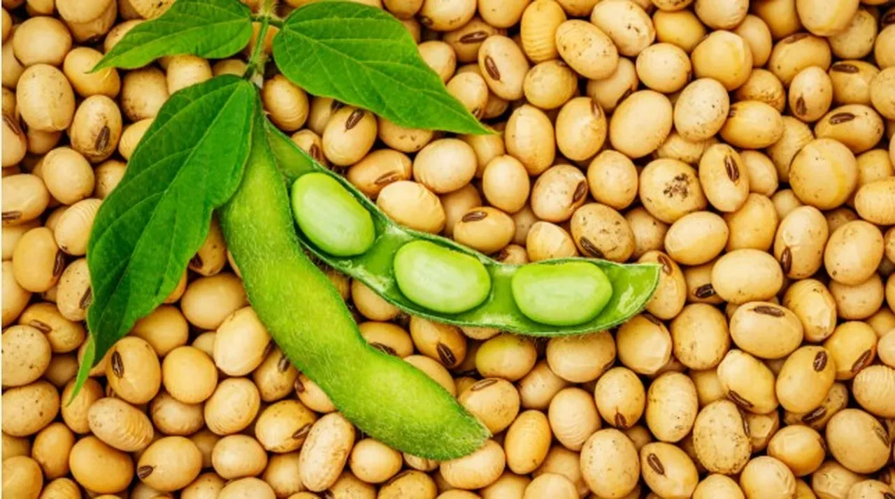 Soya fasülyesi ve yemeklik yağ savaşları! Trump rest çekti